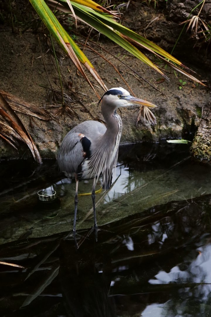 Wild Great Blue Heron (Ardea herodias)