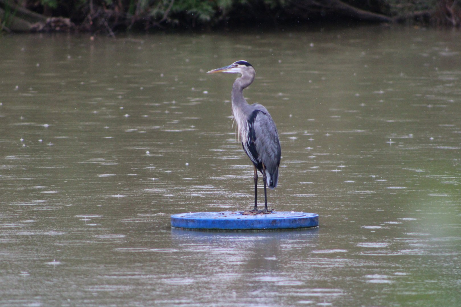 (Wild) Great Blue Heron (Ardea herodias)