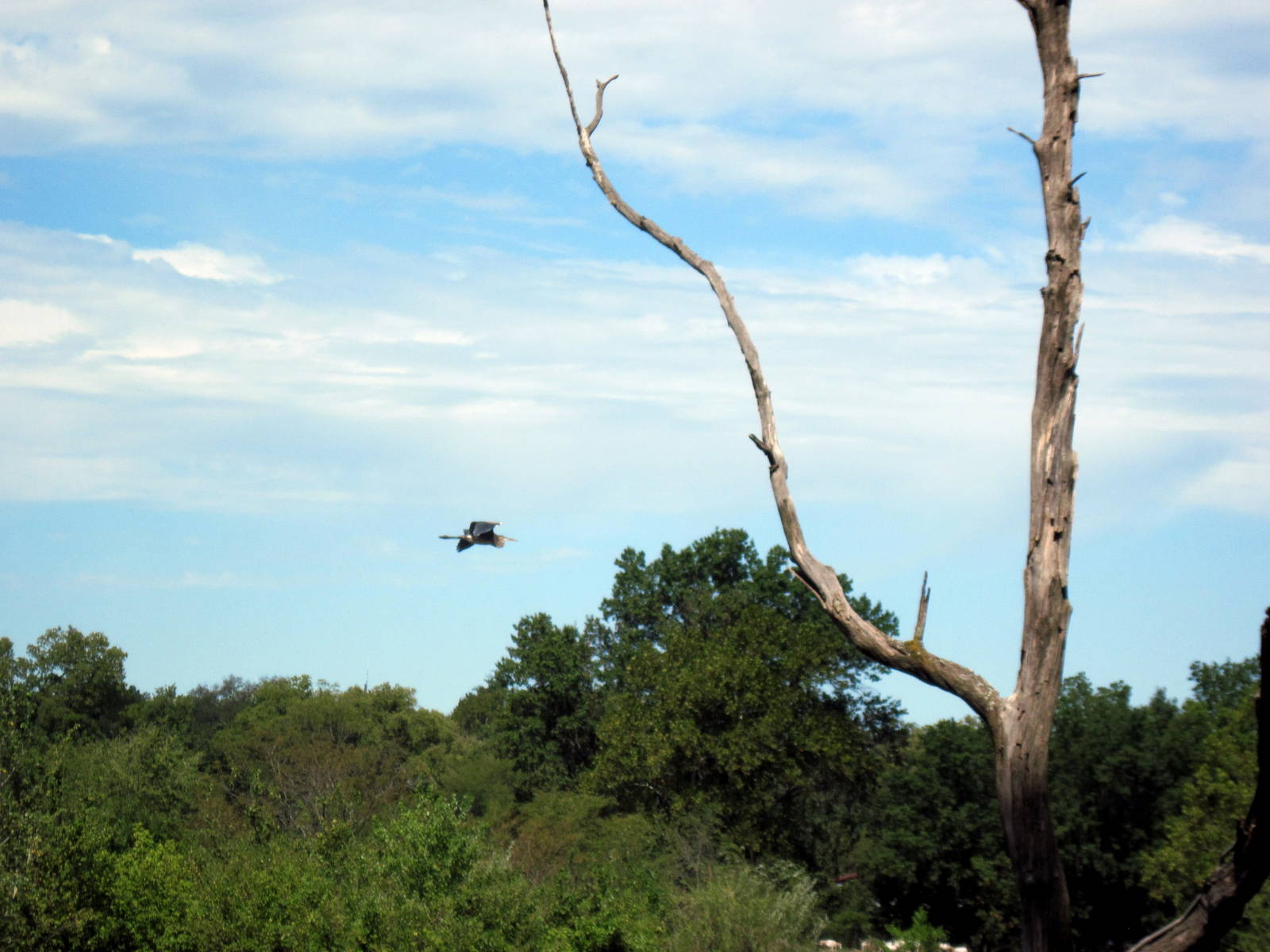 Wild Great Blue Heron