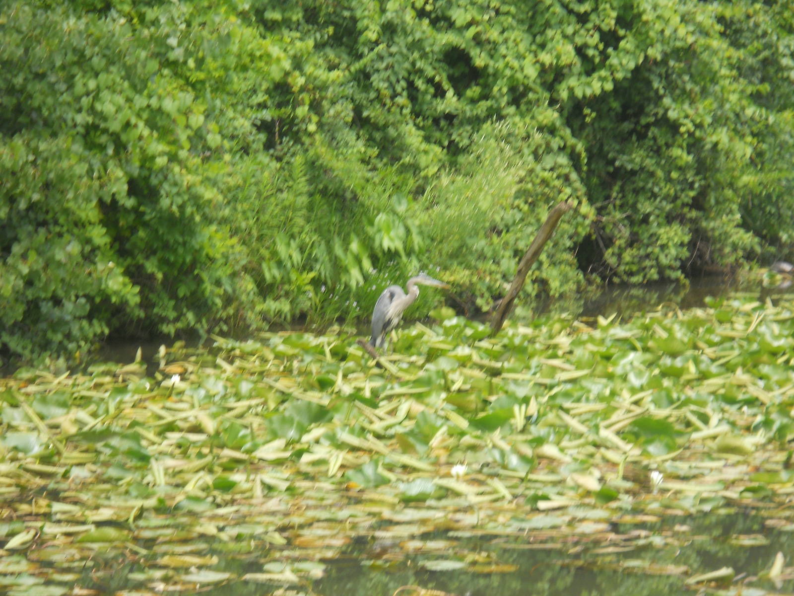 Wild great blue heron