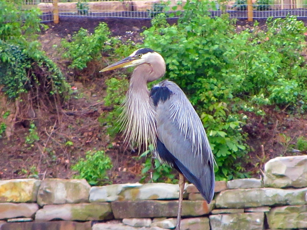 Wild Great Blue Heron