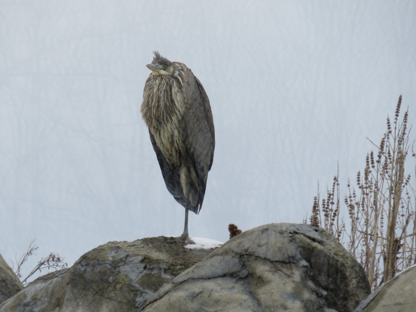 Wild great blue heron