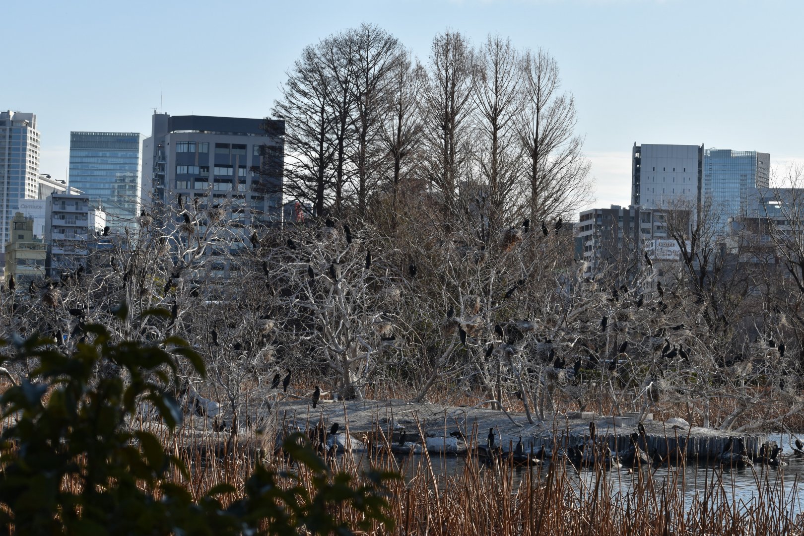 Wild Great Cormorant Colony
