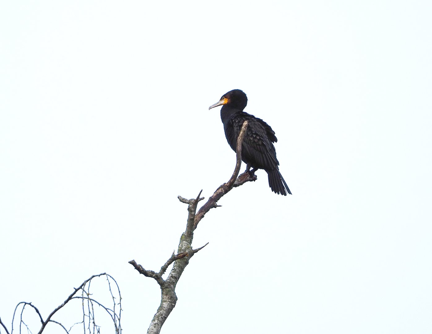 Wild Great cormorant (Phalacrocorax carbo), 2021-12-07