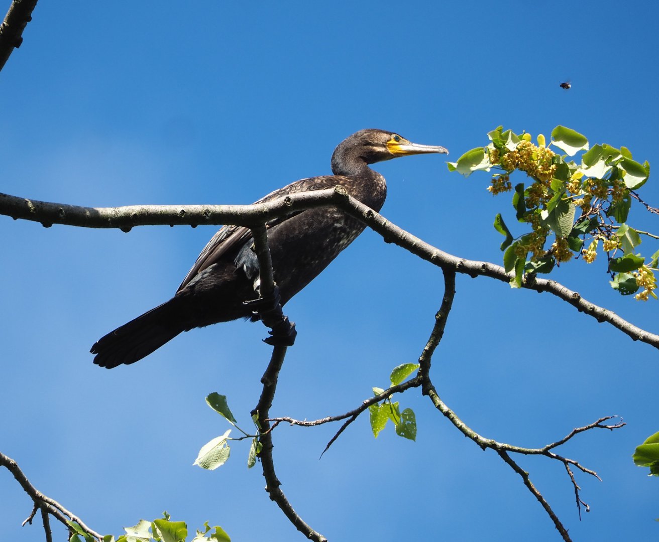 Wild Great cormorant (Phalacrocorax carbo), 2022-07-03