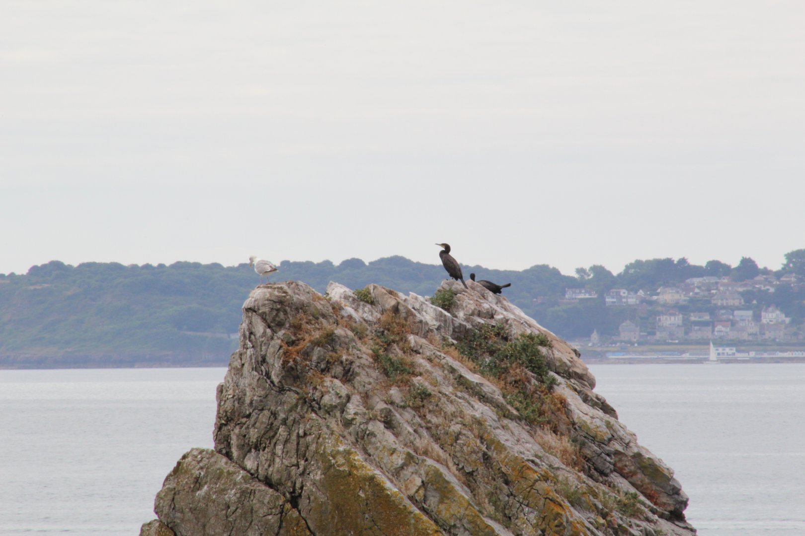 Wild Great Cormorants and European Herring Gull