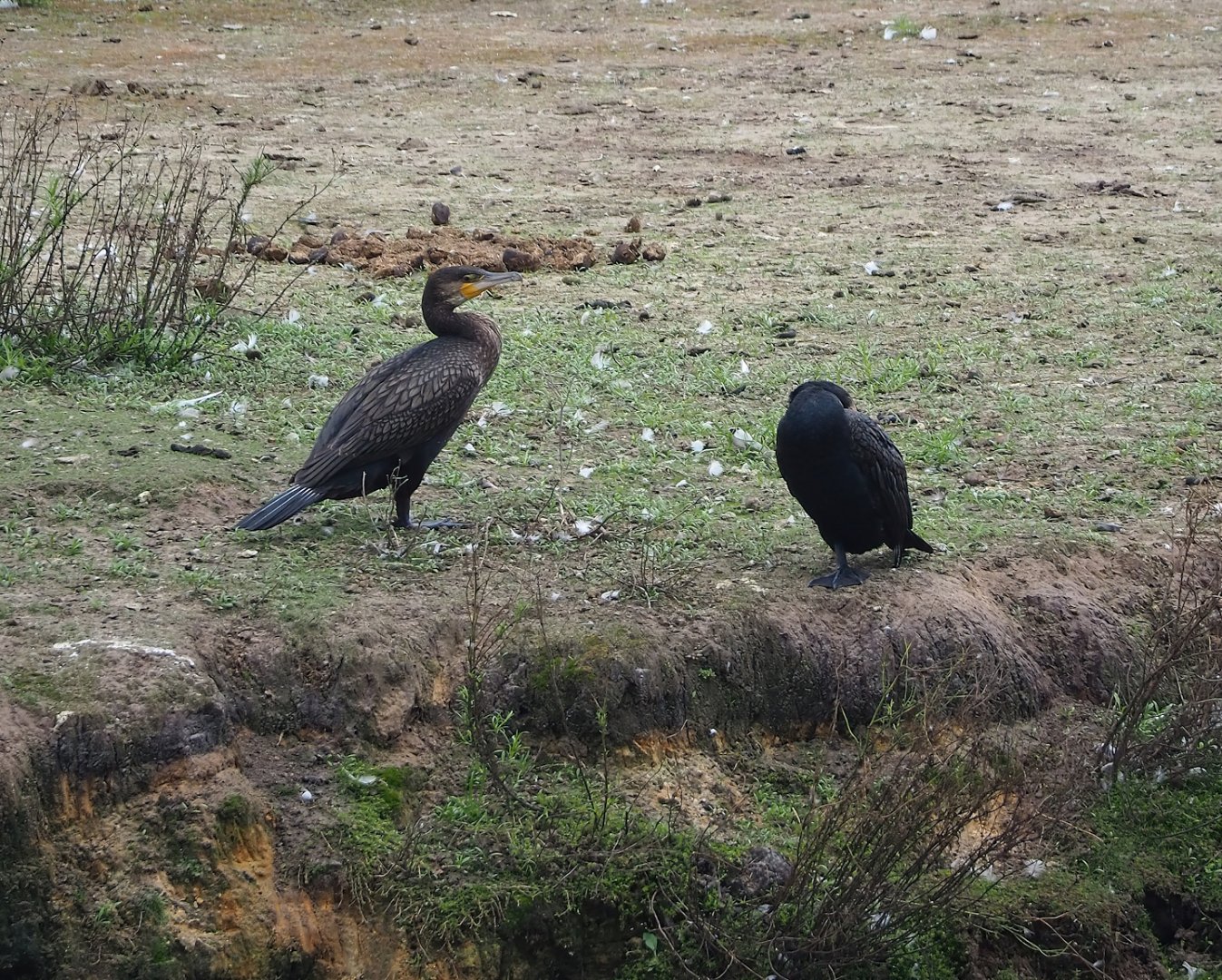 Wild Great cormorants (Phalacrocorax carbo), 2023-08-15