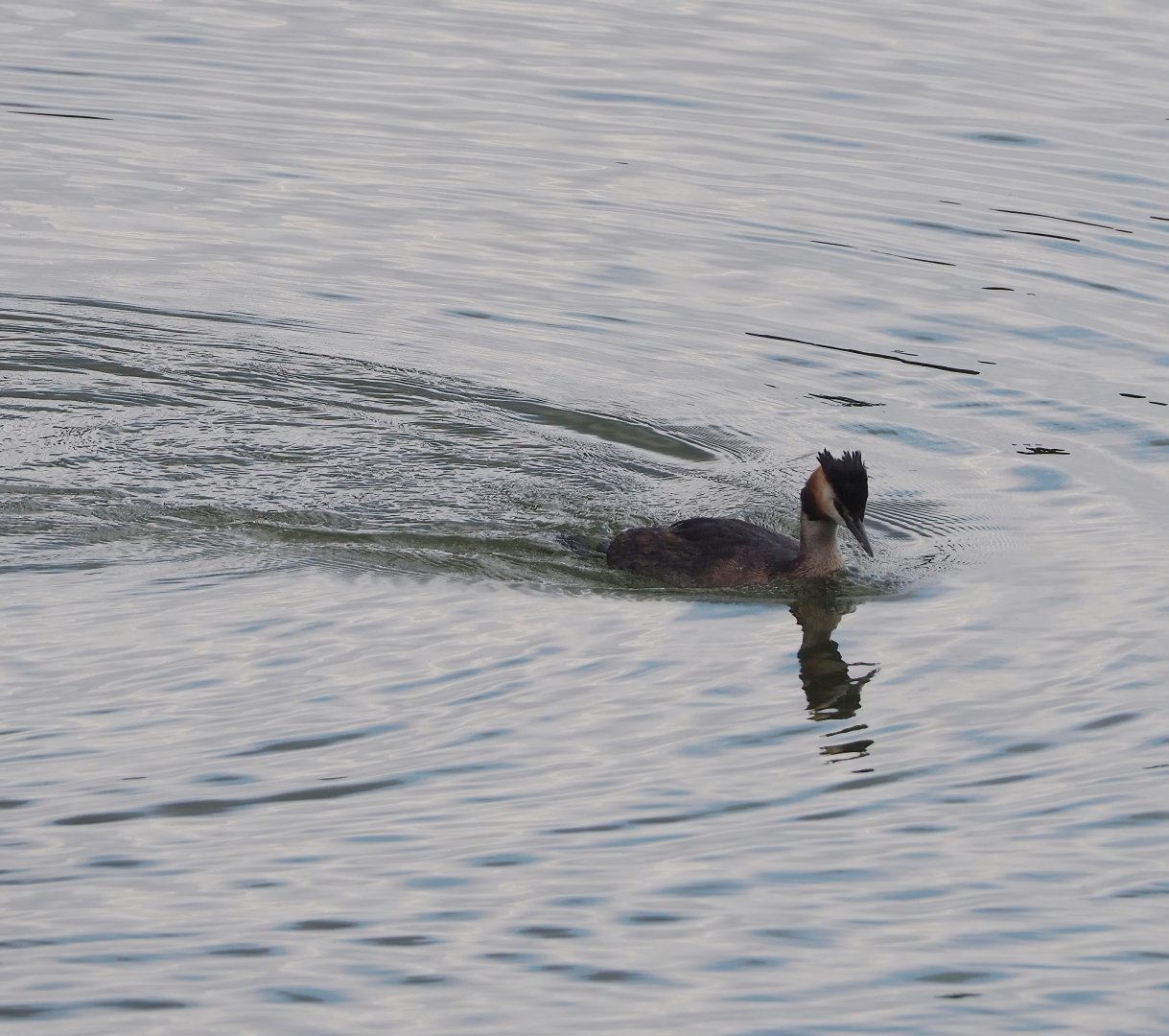 Wild Great crested grebe (Podiceps cristatus), 2023-08-15