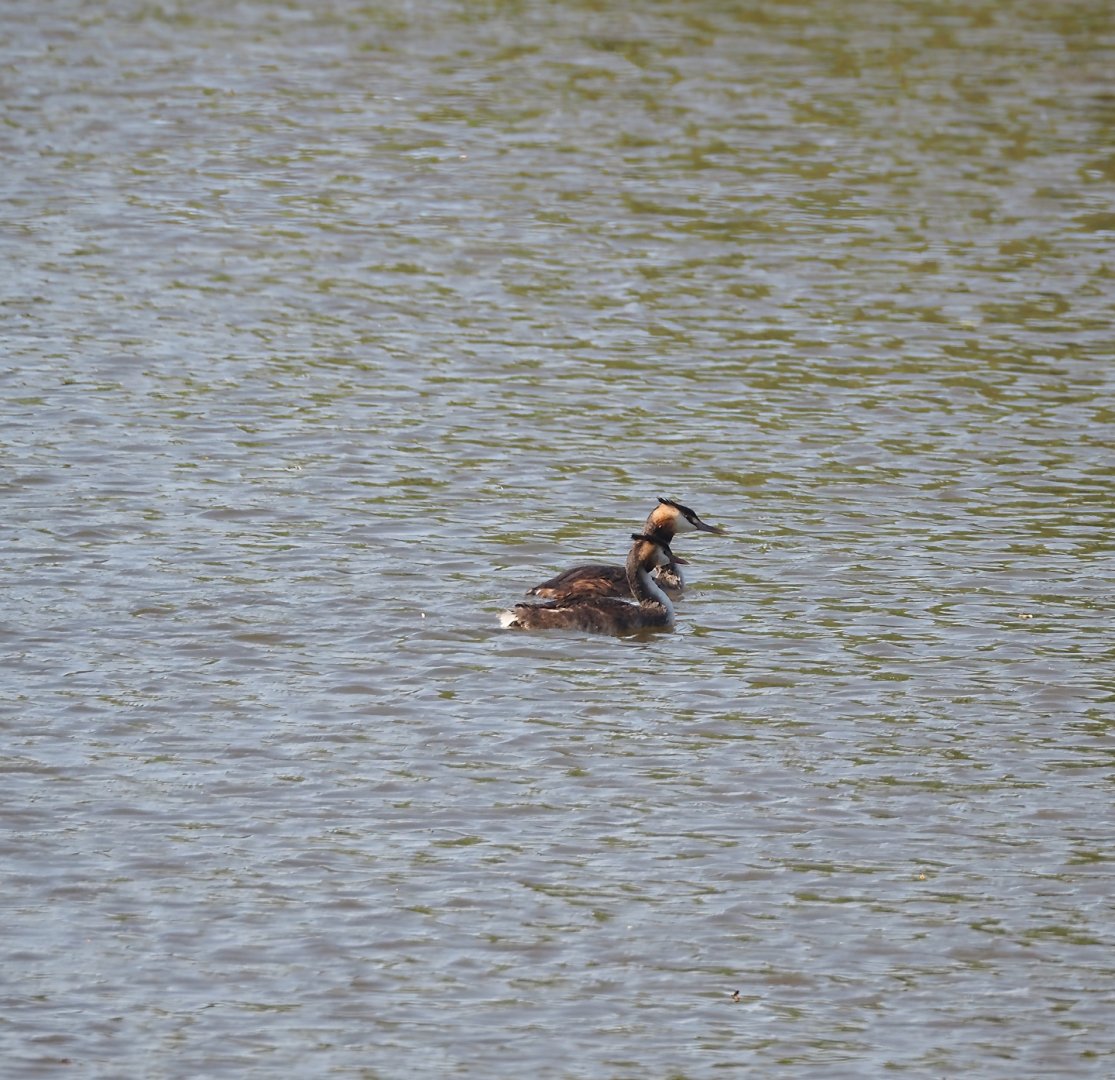 Wild Great crested grebes (Podiceps cristatus), 2024-09-17