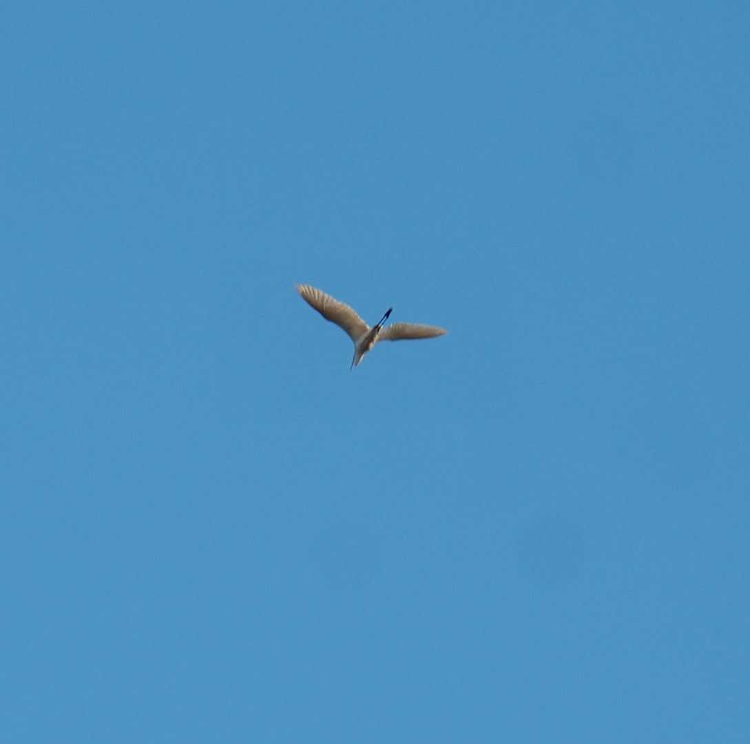 Wild Great egret (Ardea alba) flying over The Land of the Cold, 2021-09-02