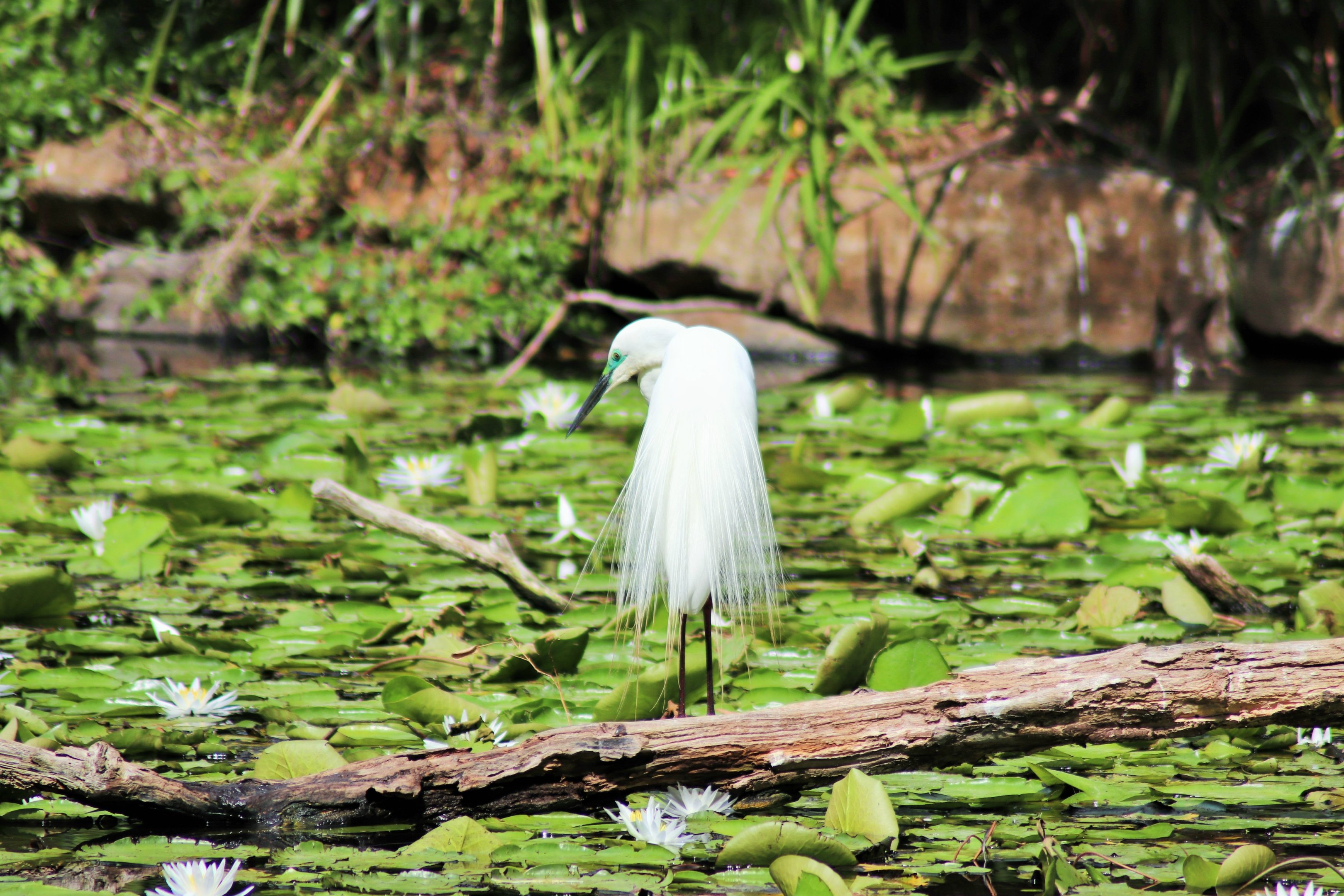 Wild Great Egret (Ardea alba)