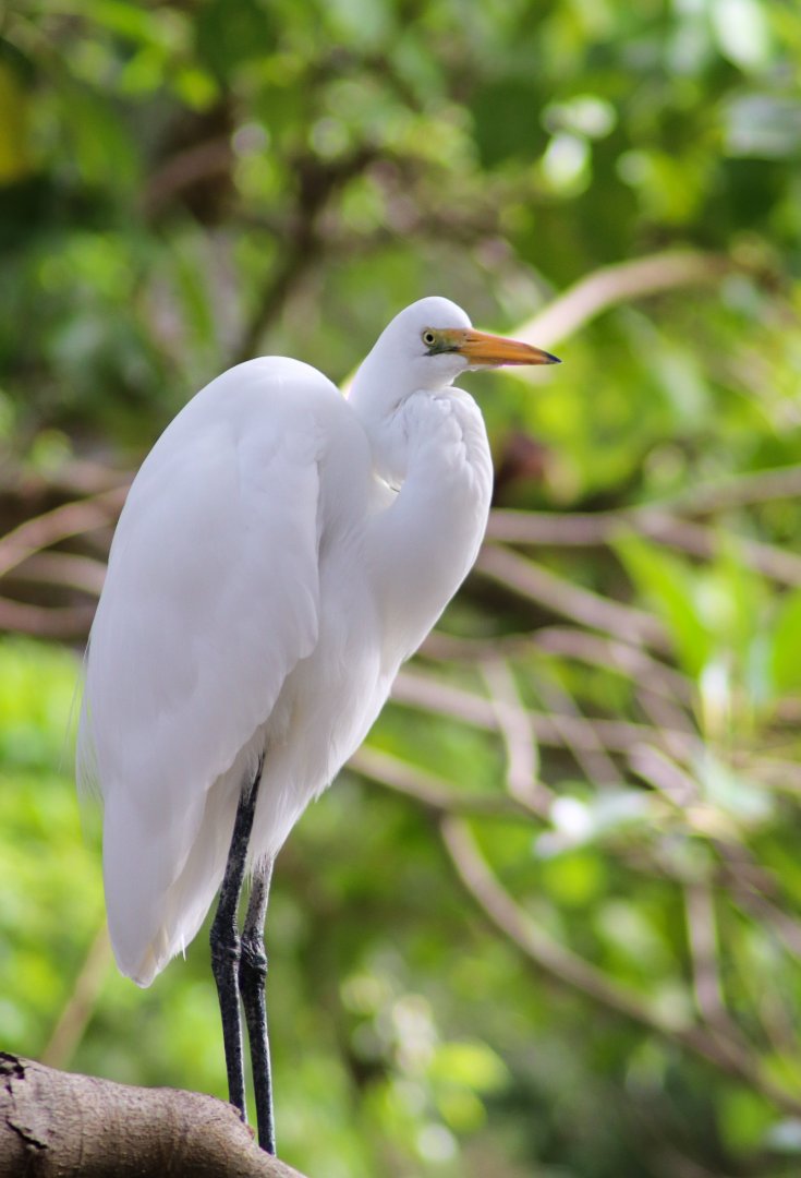 Wild Great Egret (Ardea alba)