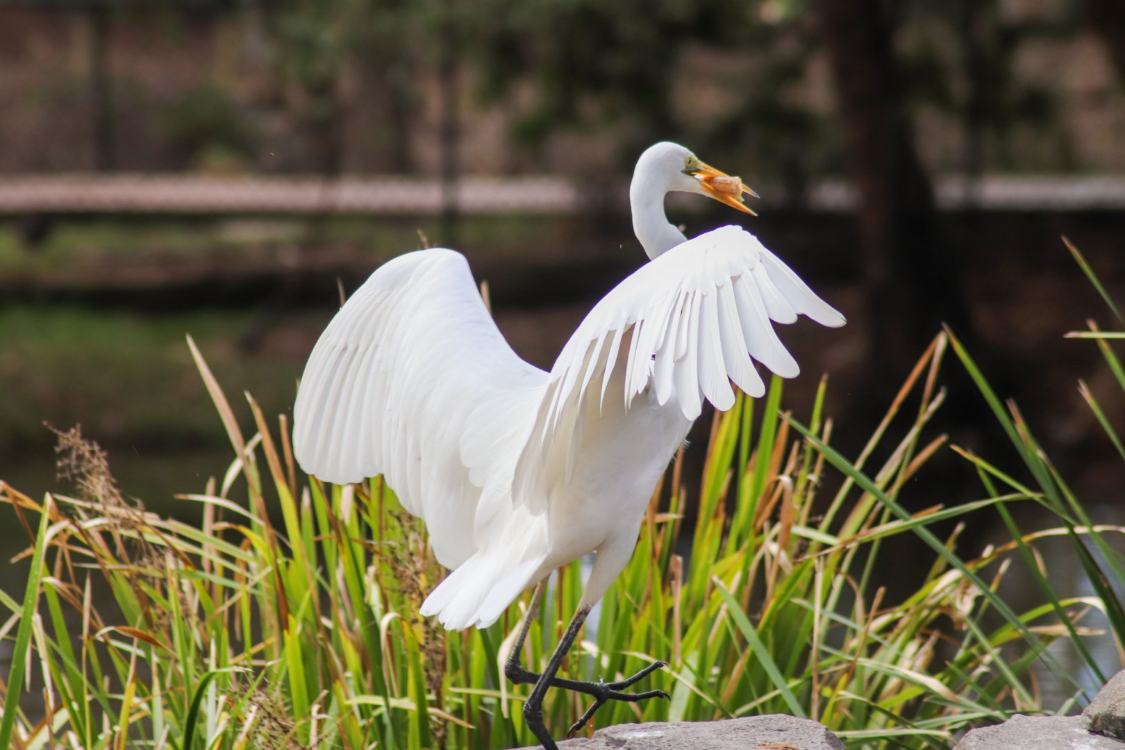 Wild Great Egret (Ardea alba)