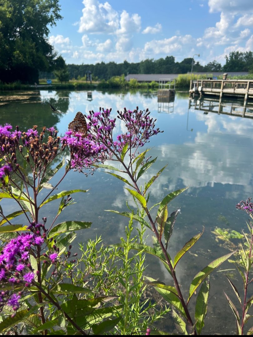 Wild Great Spangled Fritillary and Spicebush Swallowtail (Wolf Lake State Fish Hatchery, Mattawan, MI, 8/7/25)