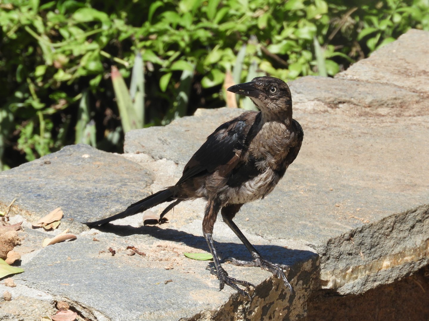 Wild great-tailed grackle