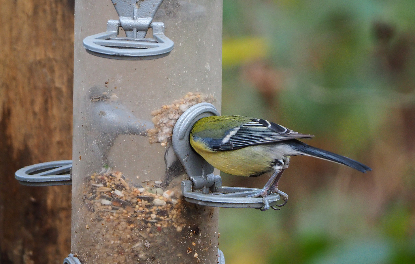 Wild Great tit (Parus major) getting food from feeder, 2021-12-07