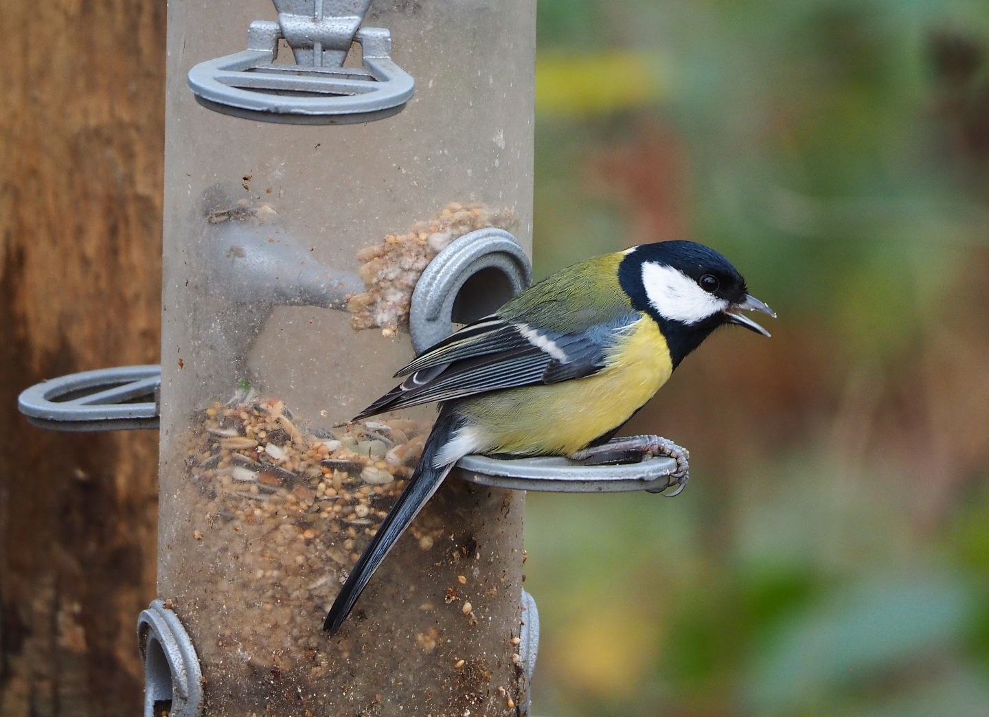 Wild Great tit (Parus major) on feeder, 2021-12-07
