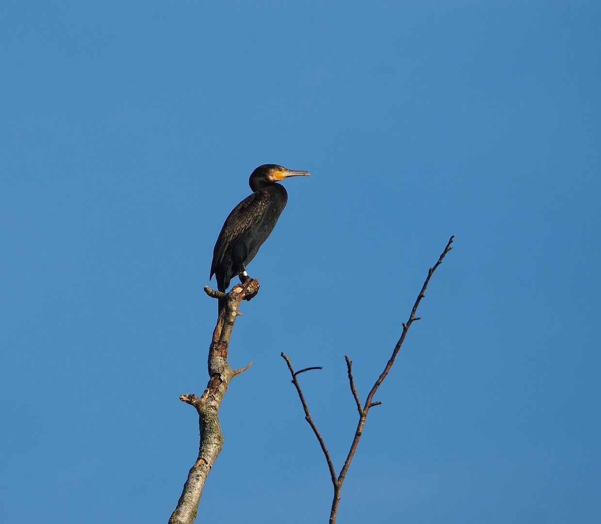 Wild Greater cormorant (Phalacrocorax carbo), 2022-10-19