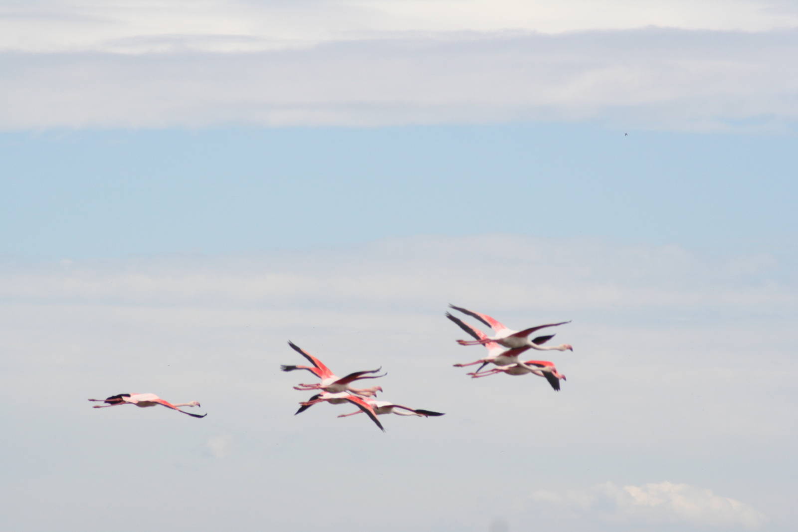 Wild greater flamingo - Carmargue South of France