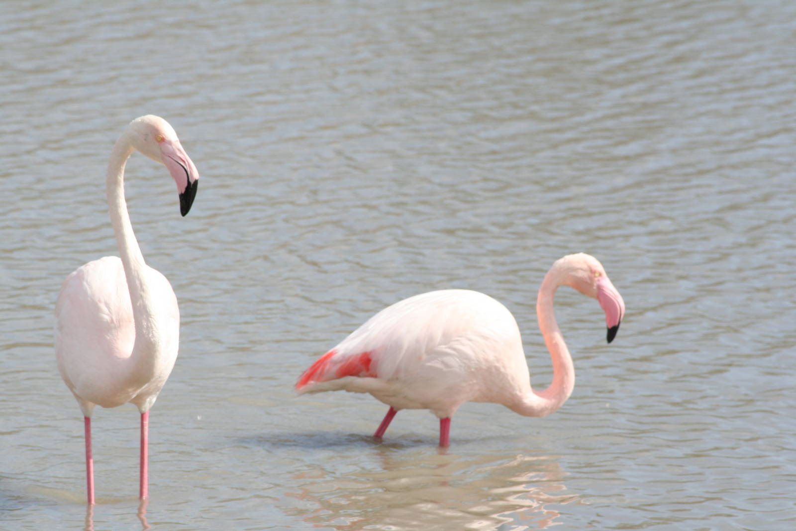 Wild Greater flamingos -- Carmargue South of France