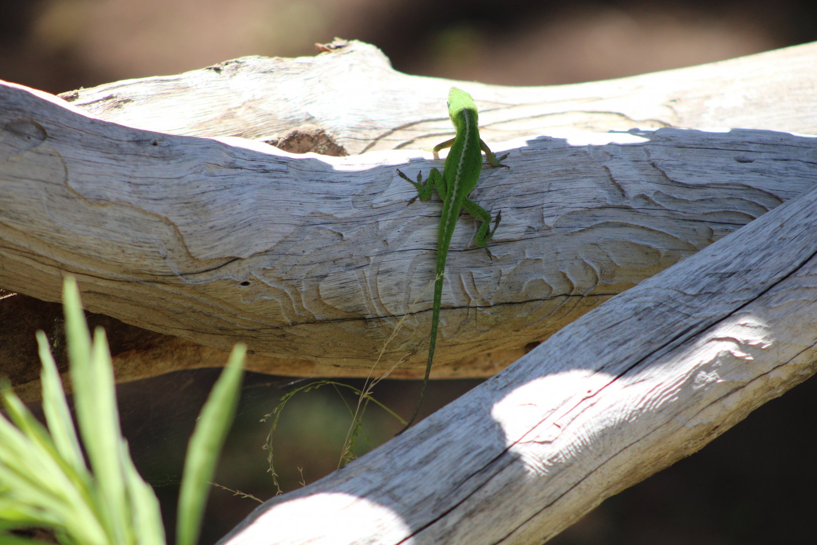 (Wild) Green Anole (Anolis carolinensis)