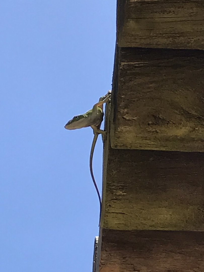 Wild Green Anole