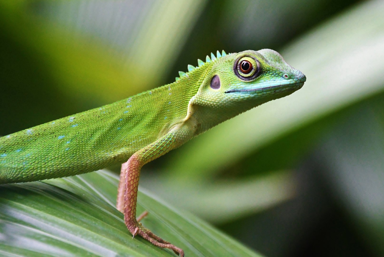 Wild Green Crested Lizard (Bronchocela cristatella)