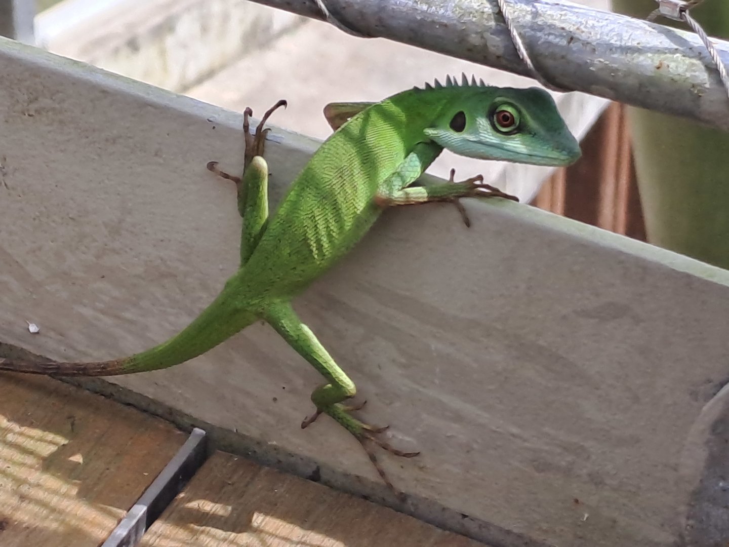 wild Green Crested Lizard(Bronchocela cristatella)