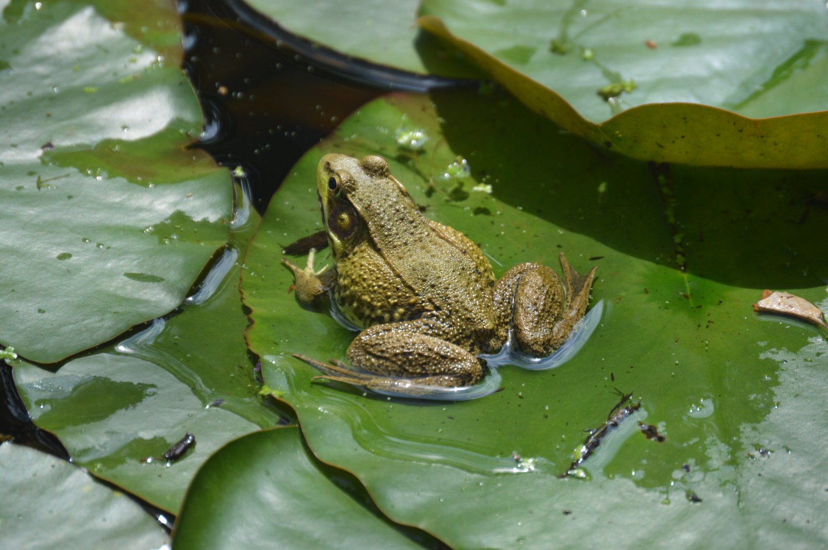 Wild Green Frog (Lithobates clamitans)