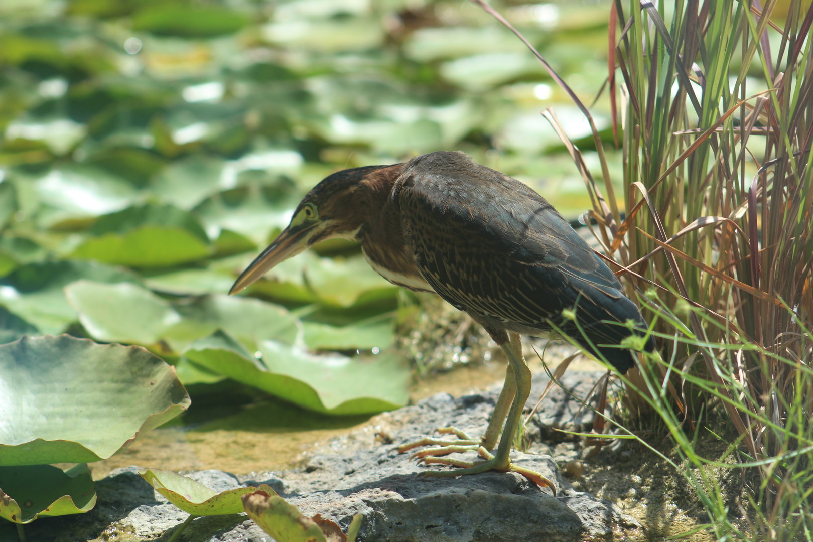 Wild green heron | August 19, 2023