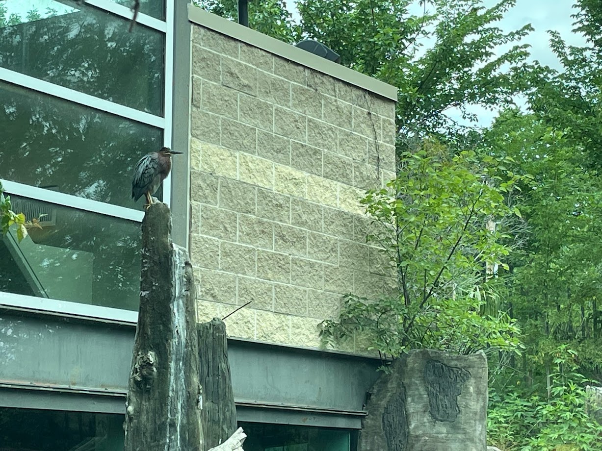 Wild Green Heron With Gharials