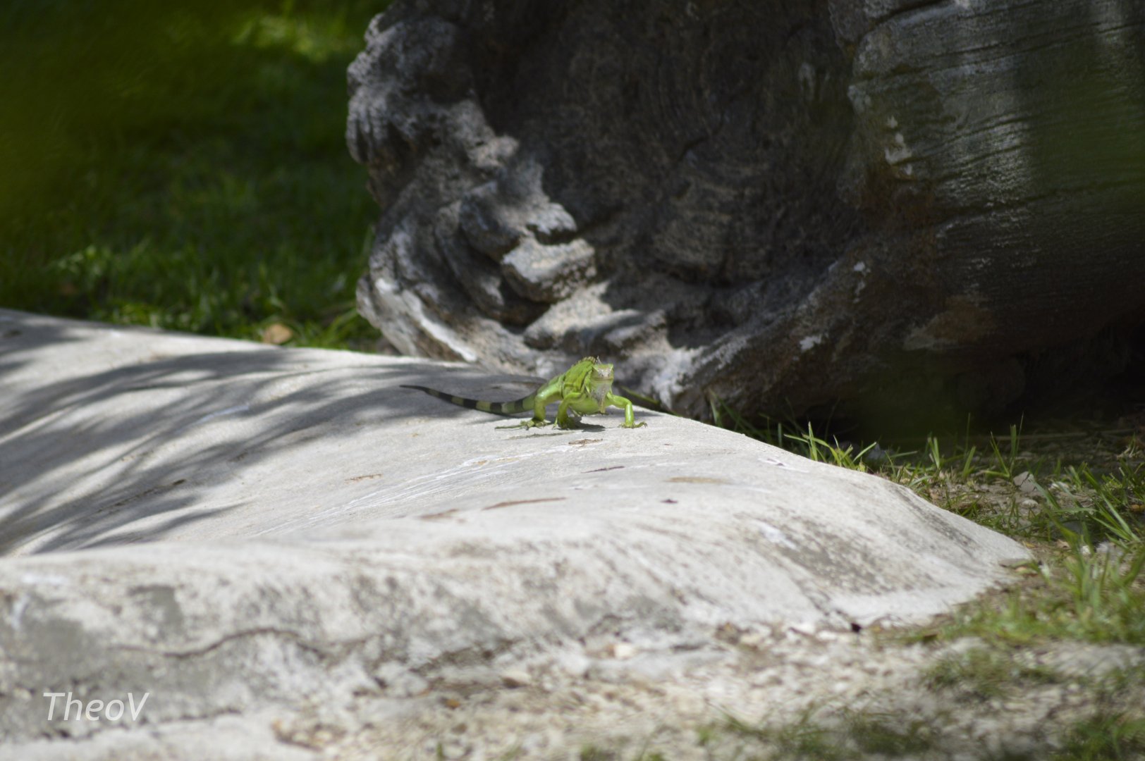 Wild green iguana [2017]