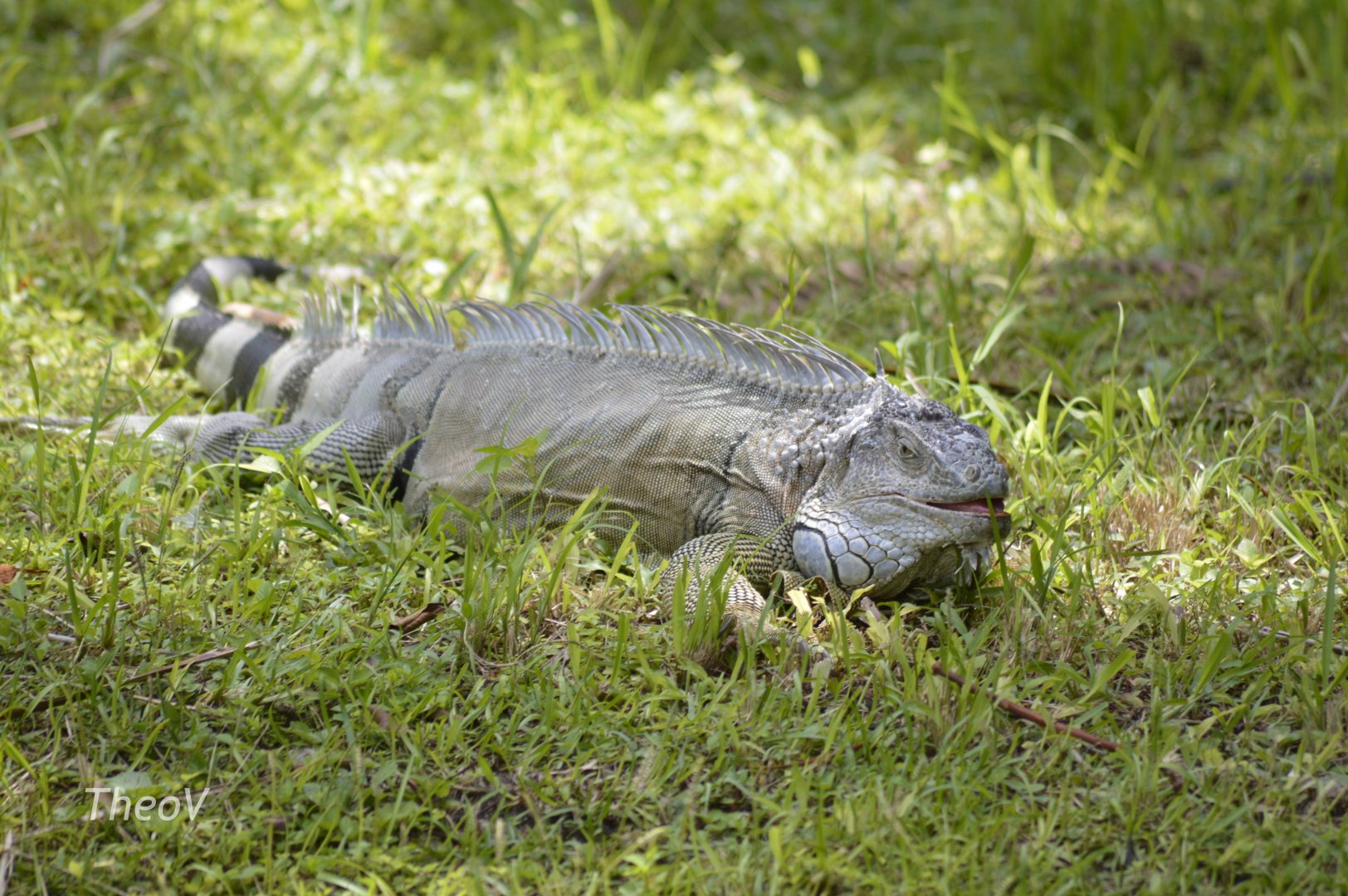 Wild green iguana [2017]