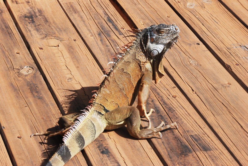 Wild Green Iguana at Miami Seaquarium, 16/10/13