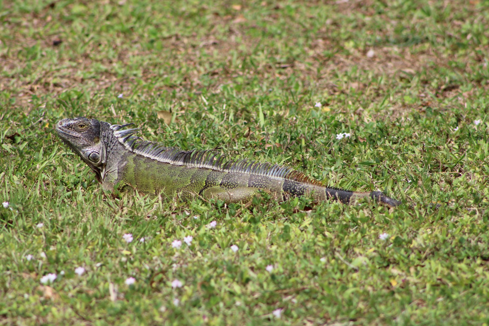 (Wild) Green Iguana (Iguana iguana)