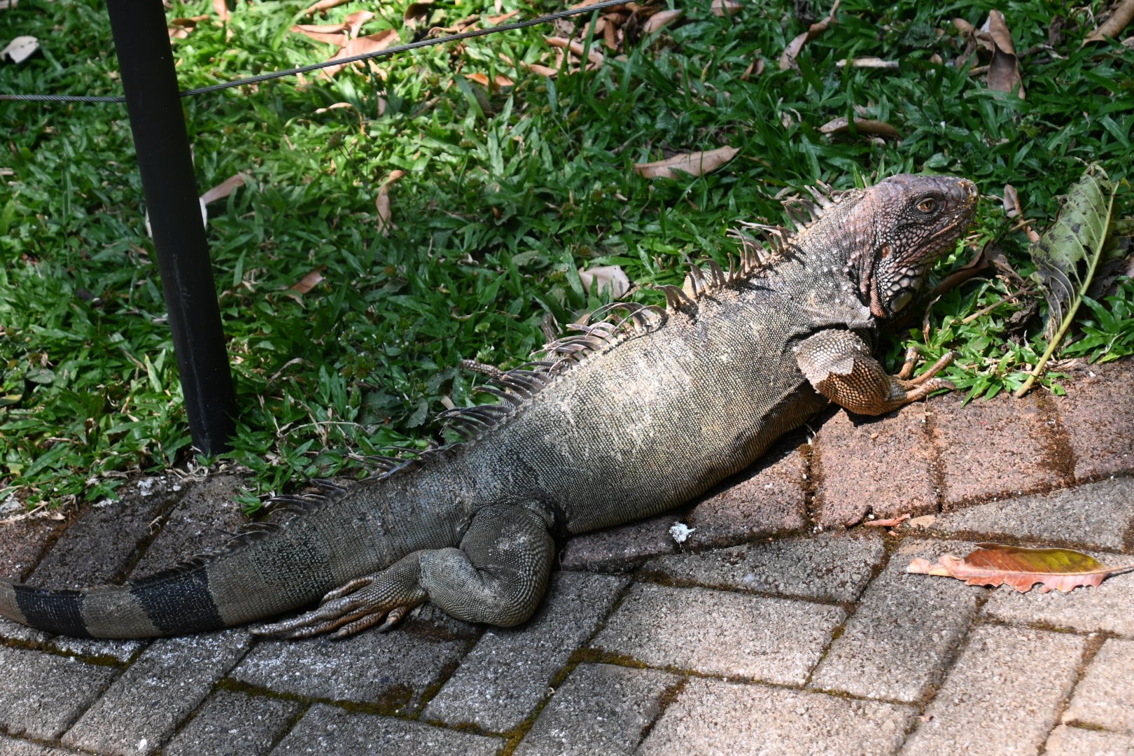 (Wild)Green iguana (Iguana iguana)