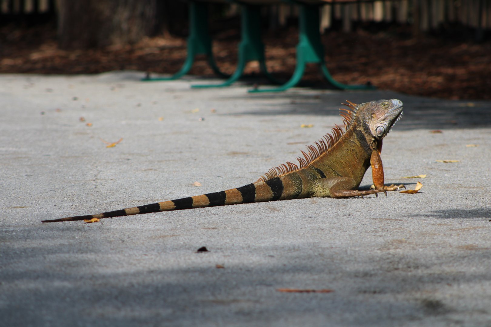 {Wild} Green Iguana (Iguana iguana)