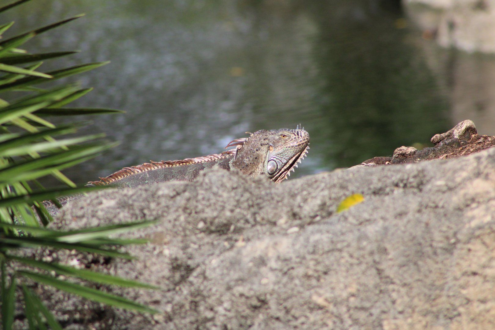 {Wild} Green Iguana (Iguana iguana)