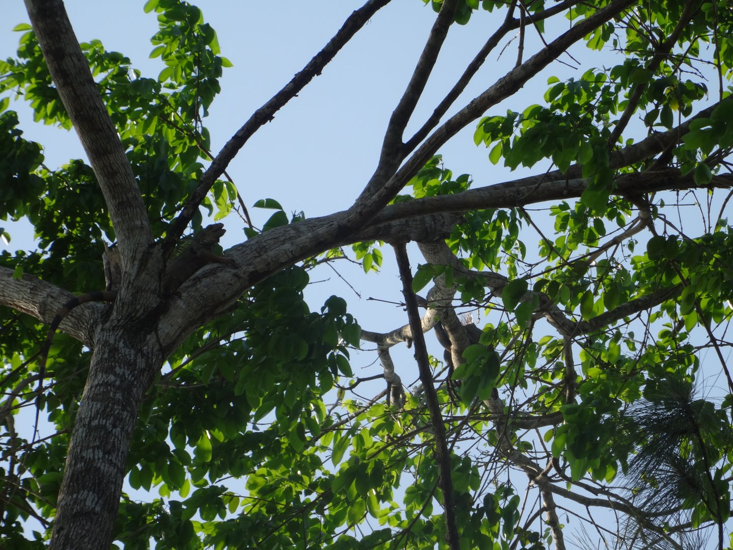 Wild Green Iguana in a Tree