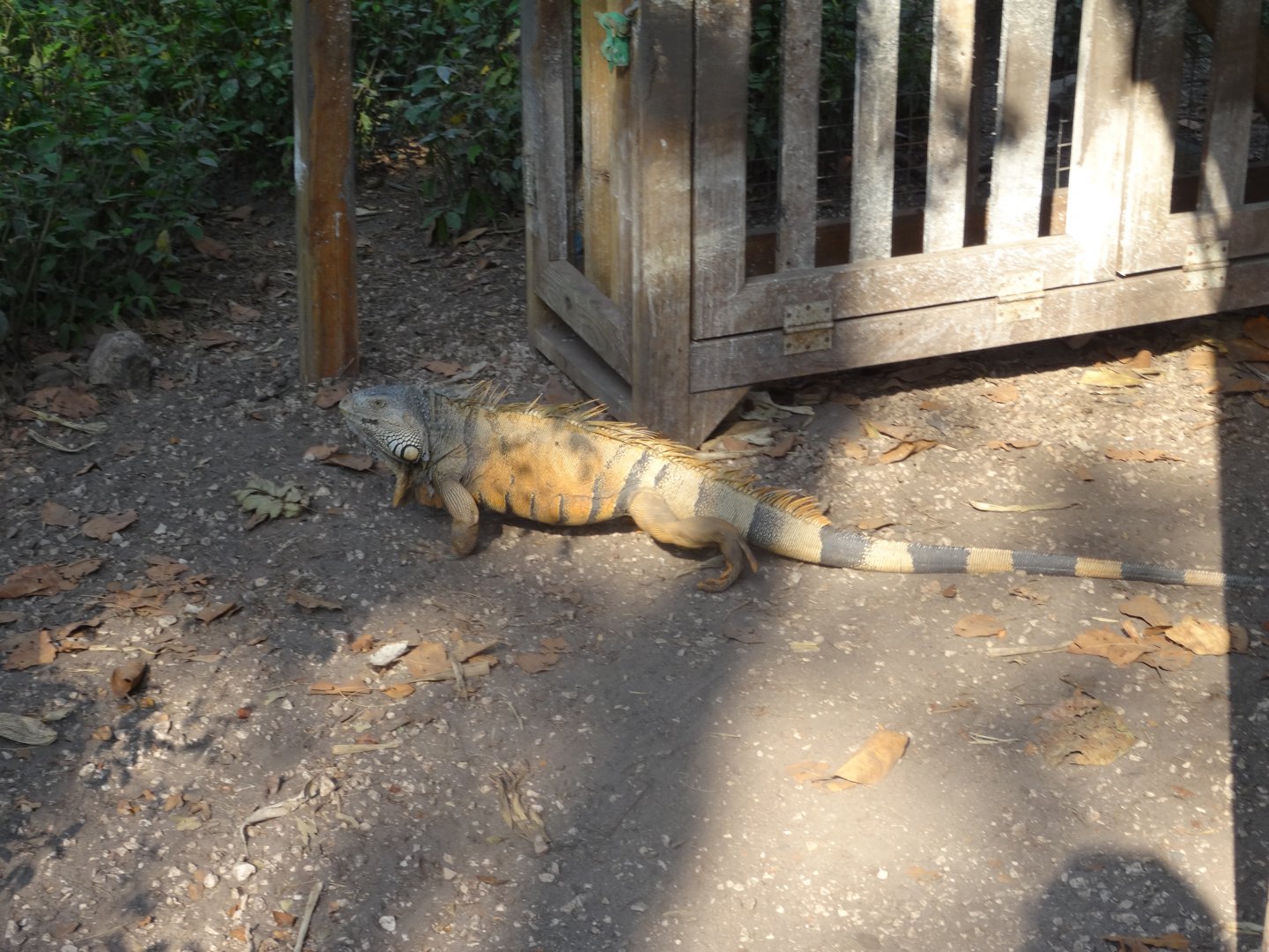 Wild Green Iguana- in tapir exhibit