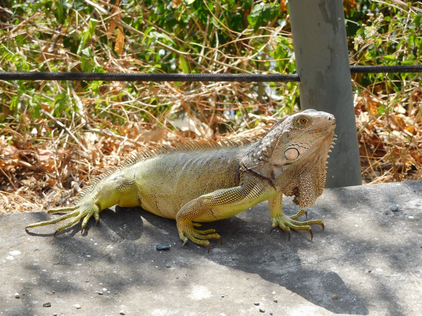 Wild green iguana