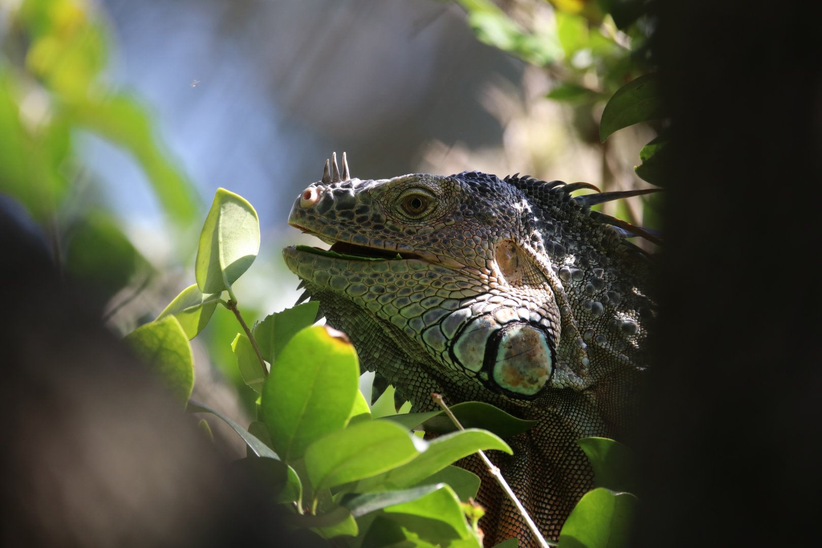 Wild green iguana