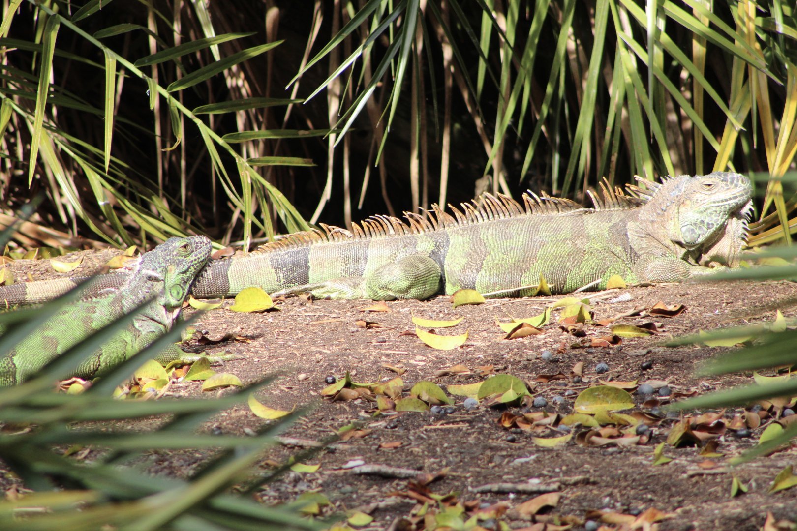 {Wild} Green Iguanas (Iguana iguana)