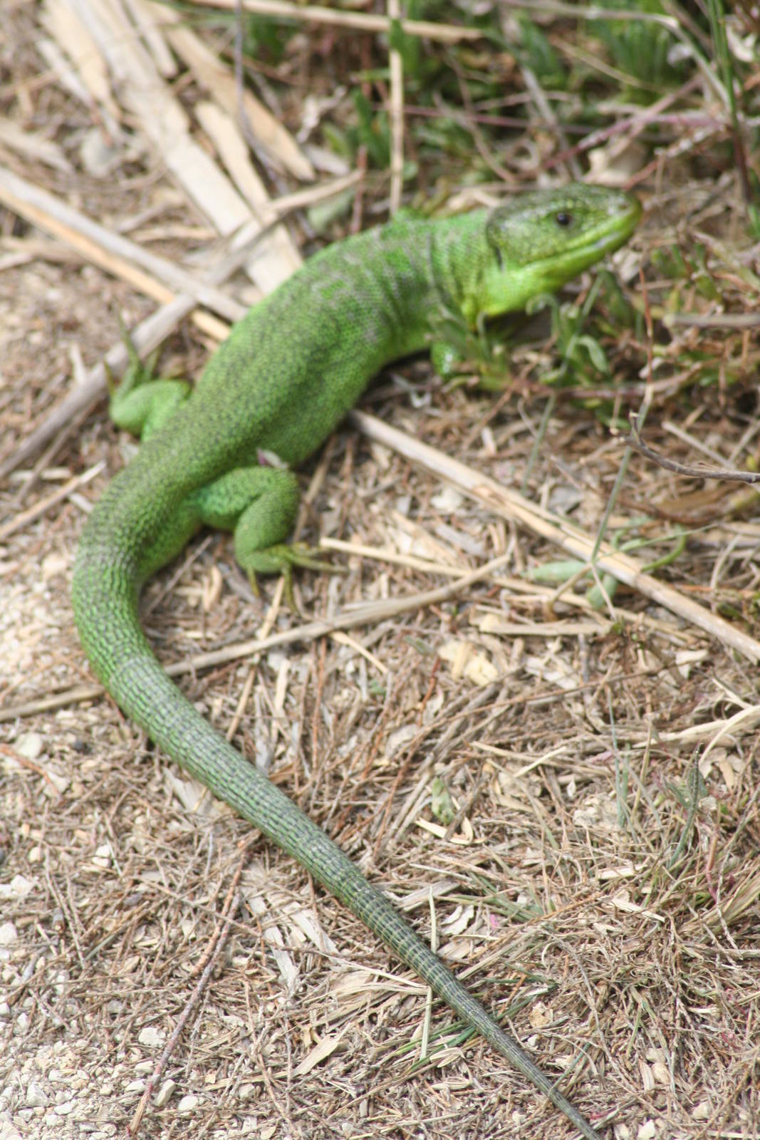 Wild green lizard  - Carmargue South of France