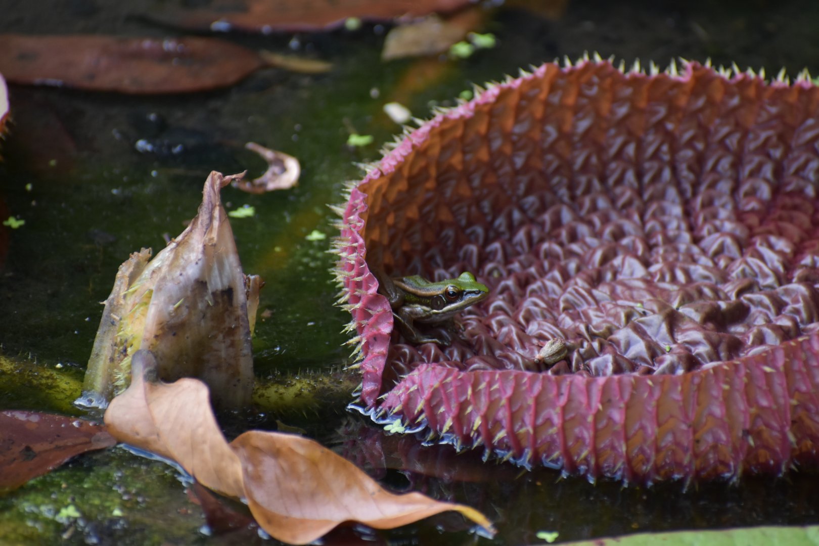 Wild Green Paddy Frog