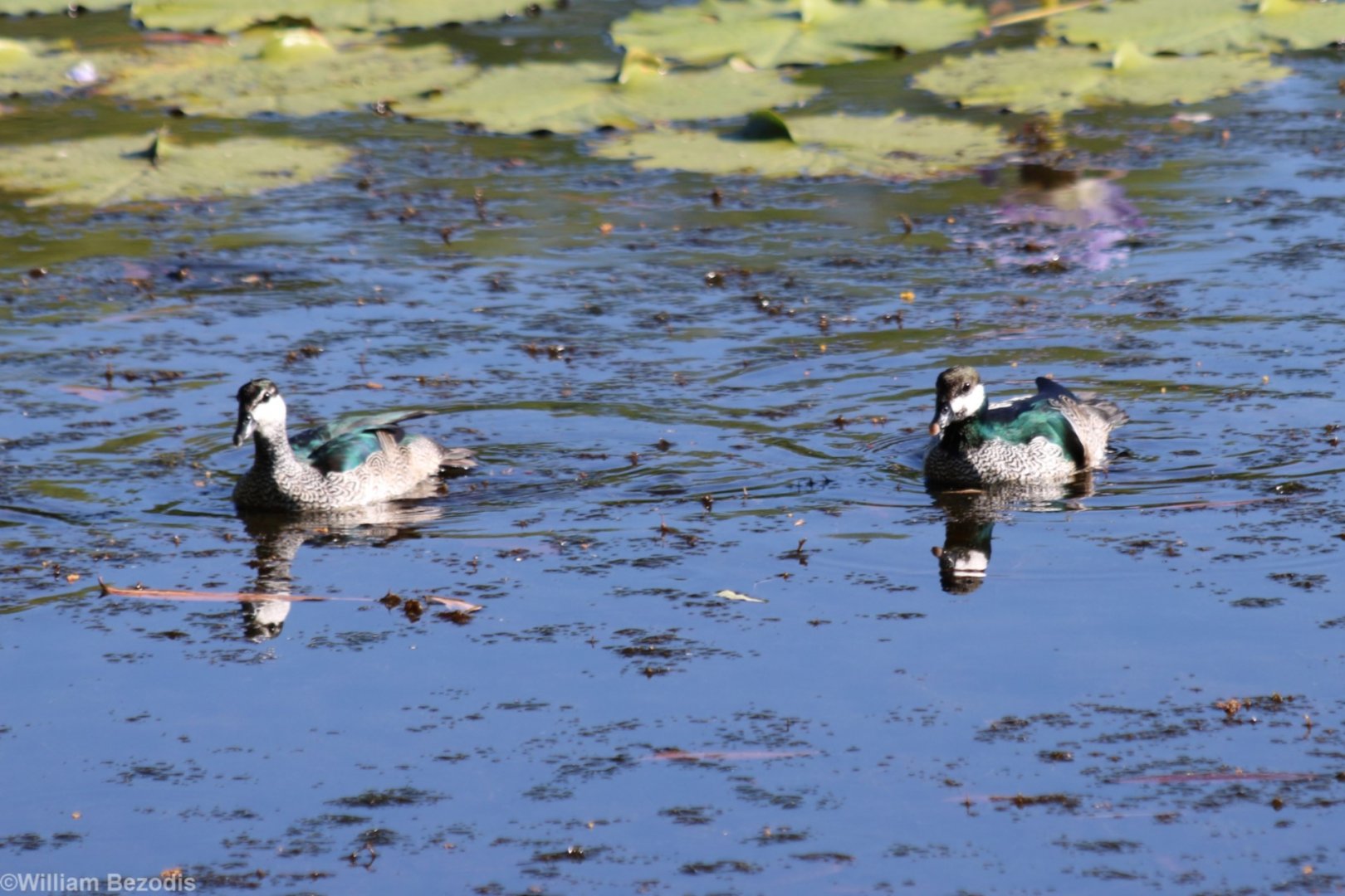Wild Green Pygmy Geese
