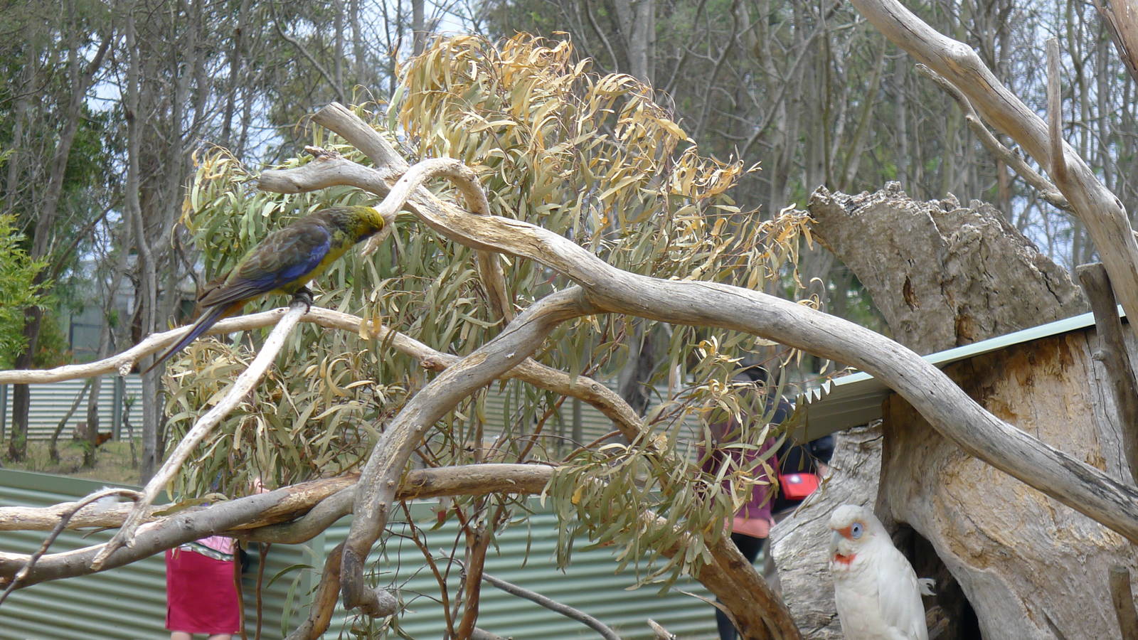 wild green rosella