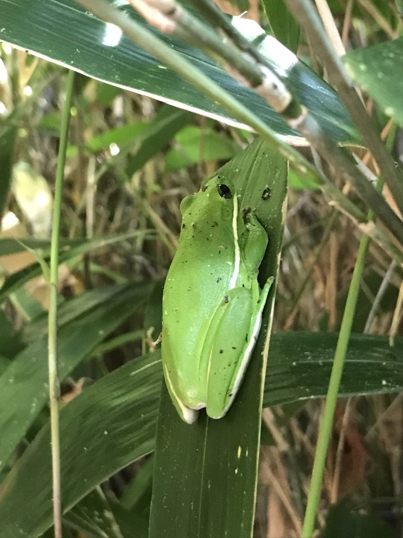 Wild Green Tree Frog