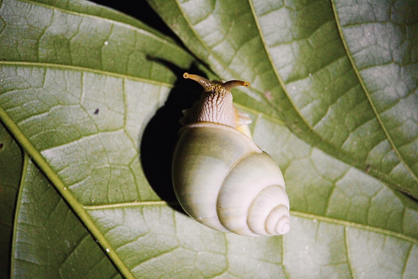 Wild Green Tree Snail (Amphidromus atricallosus)