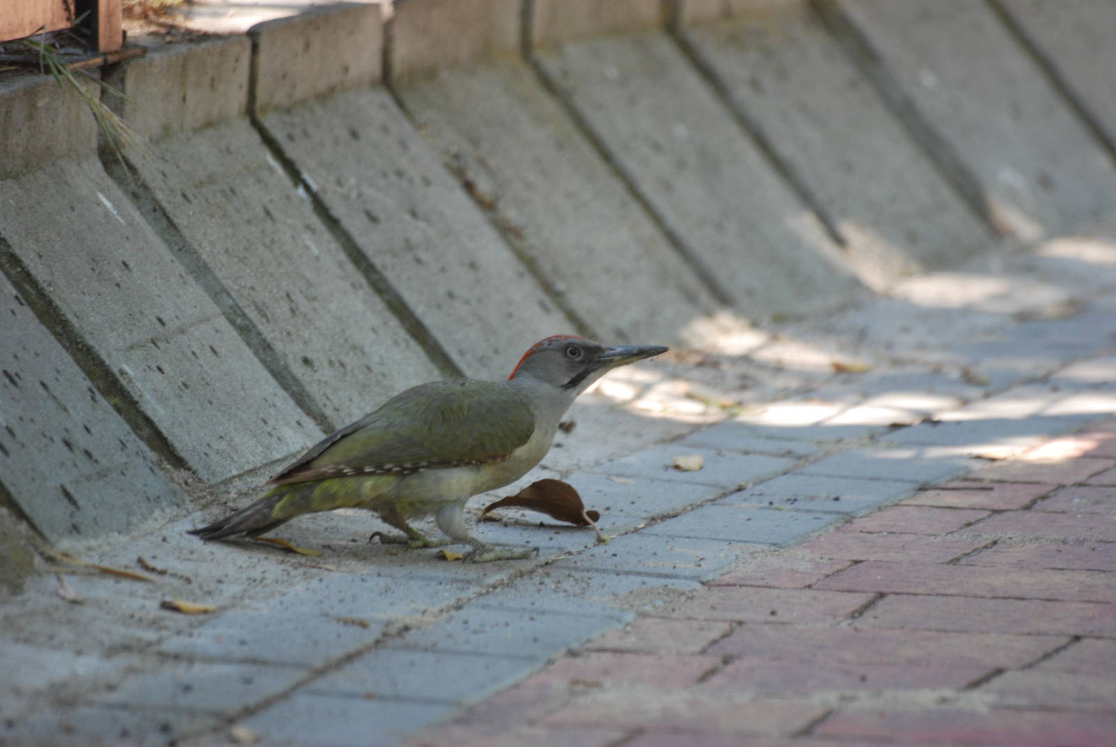 Wild Green Woodpecker at Madrid Zoo Aquarium, 26/05/11
